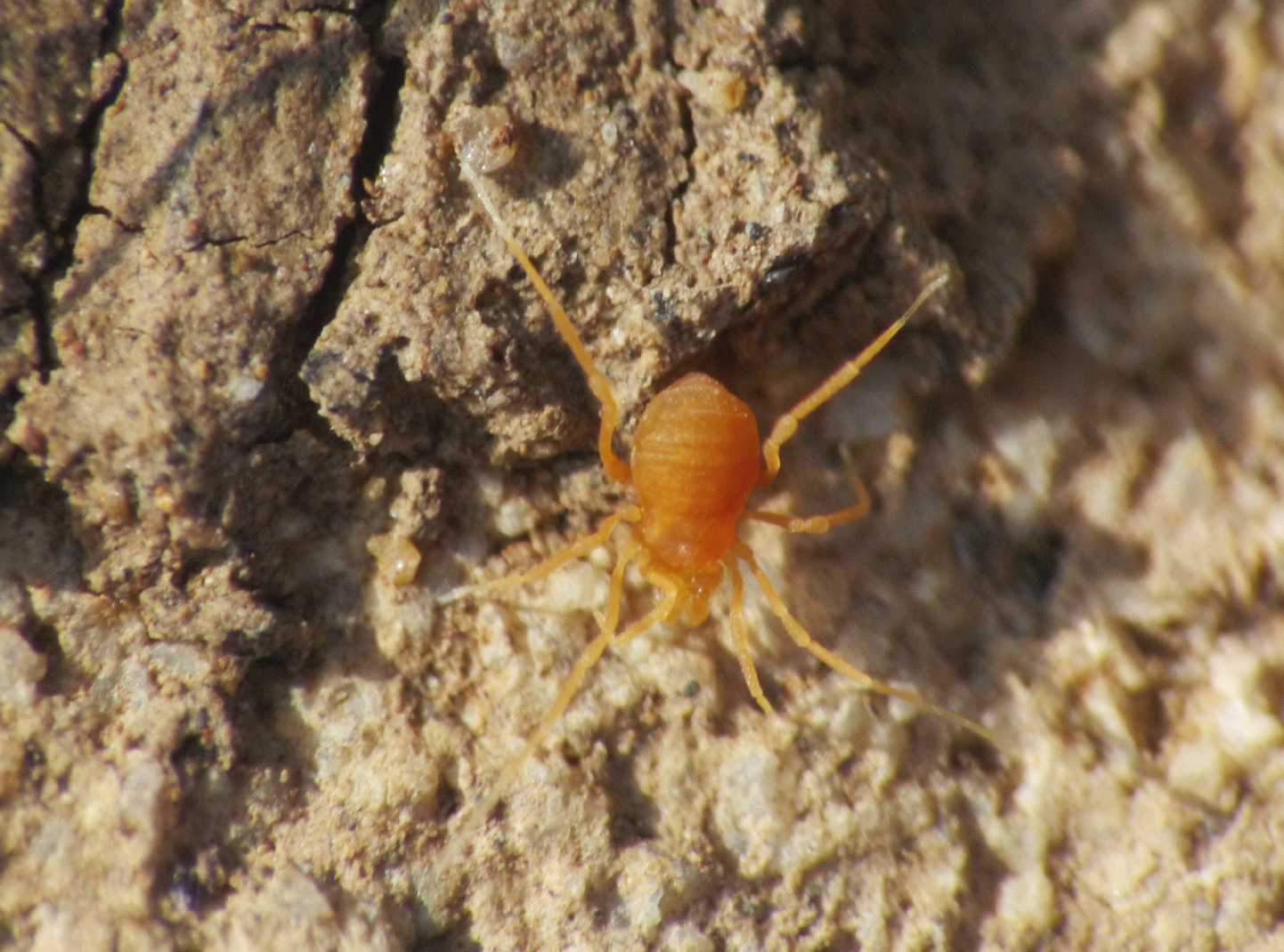 Piccoli Opiliones gialli